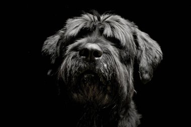 Bir çok güzel siyah Rus Terrier - atış, stüdyo portre siyah izole.