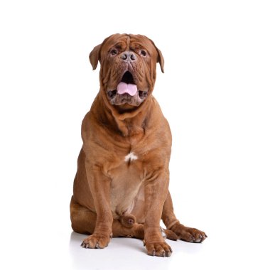 Çok güzel bir Dogue de Bordeaux beyaz arka plan üzerinde oturan stüdyo çekim.