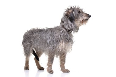 Beyaz arka plan üzerinde bir çok güzel karışık doğurmak köpek duran stüdyo çekim.