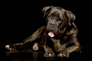 Siyah arka plan üzerine yalan çok güzel bir Cane corso stüdyo çekim.