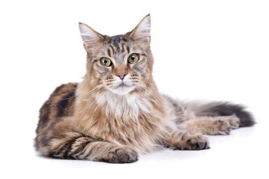 Bir sevimli tekir kedi beyaz arka plan üzerinde yalan stüdyo çekim.