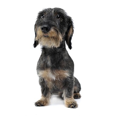 Beyaz studio defada kablolu saç dachshund