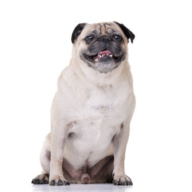 Stüdyo bezleri (veya Pug) beyaz arka plan üzerinde oturan bir güzel vurdu.