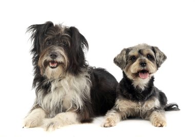 fotoğraf stüdyosu karışık doğurmak komik köpek