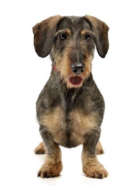 Beyaz arka plan üzerinde bir çok güzel tel saçlı Dachshund duran stüdyo çekim