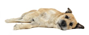 Kahverengi renk saç karışık doğurmak köpek beyaz bir stüdyoda kablolu