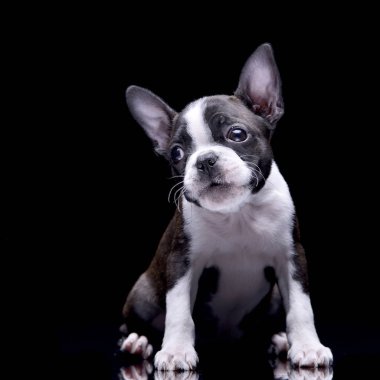 Çok güzel bir Boston korkunç siyah arka plan üzerine oturan stüdyo çekim.