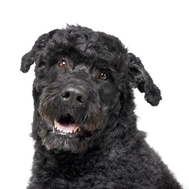 Bir çok güzel karışık doğurmak köpek, atış, stüdyo portresi üzerine beyaz izole.