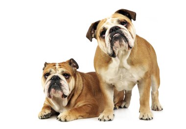 iki bulldogs beyaz bir stüdyoda eğleniyor musun