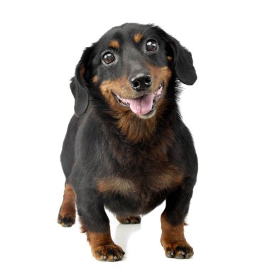 Beyaz arka plan üzerinde bir çok güzel karışık doğurmak köpek duran stüdyo çekim.