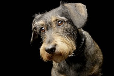 Portre sevimli bir Dachshund - studio vurdu, siyahta izole..