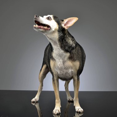 Gri arka plan üzerinde bir çok güzel karışık doğurmak köpek duran stüdyo çekim.