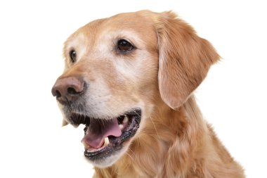 Bir sevimli Golden Retriever - beyaz arka plan üzerinde izole portresi.