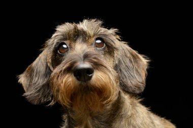 Çok güzel bir Dachshund, atış, stüdyo portre siyah izole.