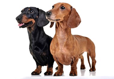 İki Dachshunds beyaz stüdyo yerde kalıyorum
