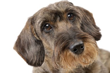 Çok güzel bir Dachshund, atış, stüdyo portresi üzerine beyaz izole.