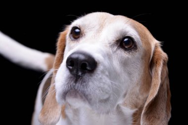 Çok güzel bir Beagle - siyah arka plan üzerine izole portresi.