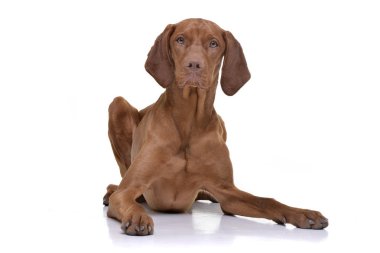 Bir çok güzel Macar vizsla (magyar vizsla) beyaz arka plan üzerinde yalan stüdyo çekim.