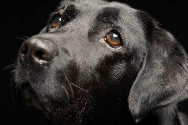 Çok güzel bir Labrador Retriever - atış, stüdyo portre siyah izole.