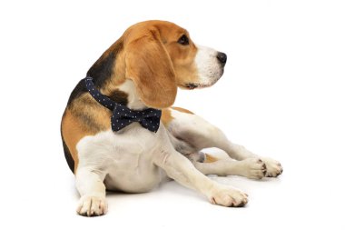 Stüdyo çekim çok güzel bir Beagle beyaz arka plan üzerinde yalan.