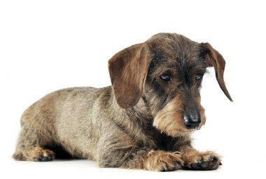 güzel dachshund beyaz bir stüdyoda rahatlatıcı