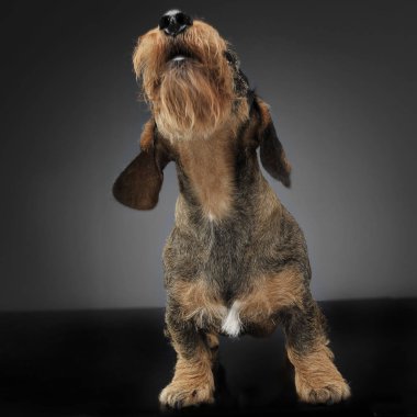 Bir gay studio artalan Dachshund şarkı