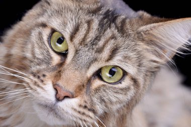 Çok güzel bir tekir kedi - atış, stüdyo portre siyah izole.