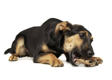 Bir kemik bir beyaz fotoğraf stüdyosunda yeme karışık doğurmak köpek