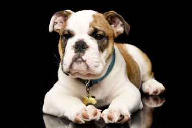 Siyah arka plan üzerine yalan bir çok güzel İngilizce bulldog köpek yavrusu doz stüdyo.