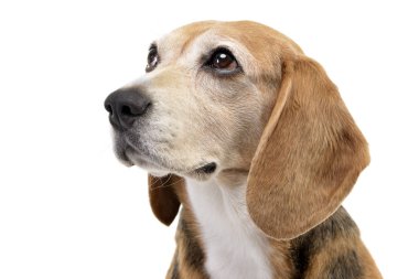 Çok güzel bir Beagle - atış, stüdyo portresi üzerine beyaz izole.