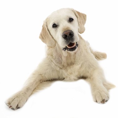 Mutlu labrador retriever beyaz fotoğraf stüdyosunda poz