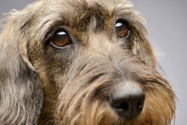 Çok güzel bir Dachshund, atış, stüdyo portresi gri izole.