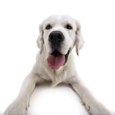 Stüdyo çekim bir sevimli Golden Retriever beyaz arka plan üzerinde yalan.