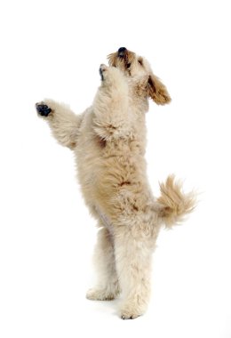 havanese bir beyaz fotoğraf stüdyosunda rahatlatıcı