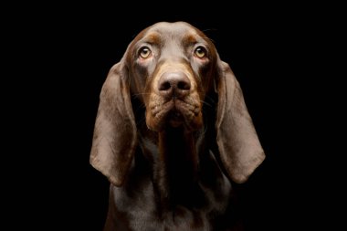 Portrait of an adorable German pointer - studio shot, isolated on black. clipart