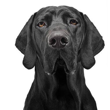 Karışık doğurmak siyah köpek portre beyaz Studio