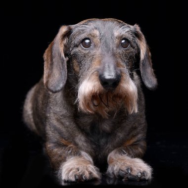 Çok güzel bir Dachshund siyah arka plan üzerine yalan stüdyo çekim.