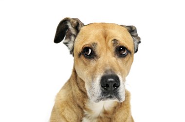 beyaz bir arka plan korkuyor karışık doğurmak köpek