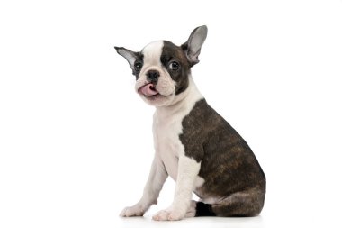 Köpek yavrusu Boston korkunç bir beyaz fotoğraf Studio