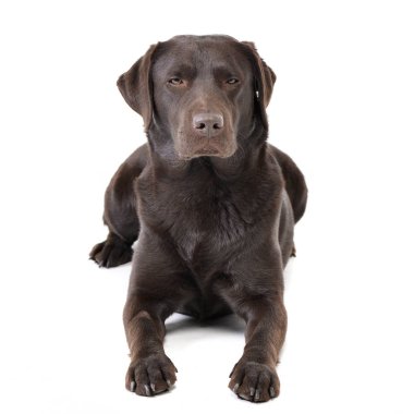 Stüdyo çekim çok güzel bir Labrador Retriever beyaz arka plan üzerinde yalan.