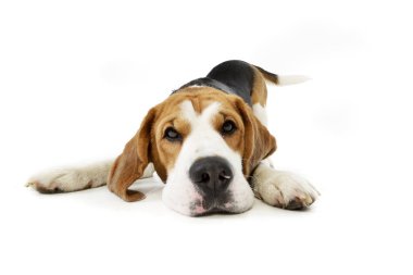 Stüdyo çekim çok güzel bir Beagle beyaz arka plan üzerinde yalan.