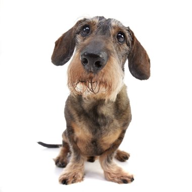 Çok güzel bir Dachshund ayakta beyaz arka plan üzerinde stüdyo çekim.