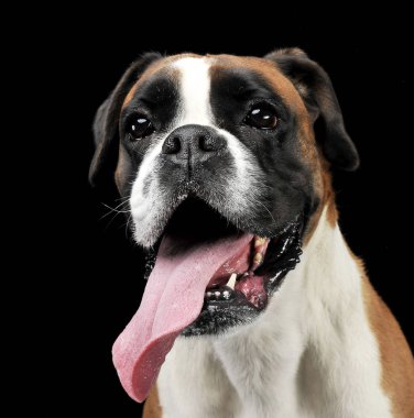 güzel genç boksör fotoğraf stüdyosu