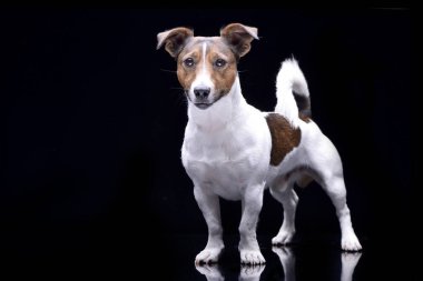 Siyah arka plan üzerinde çok güzel bir Jack Russell Terrier duran stüdyo çekim.