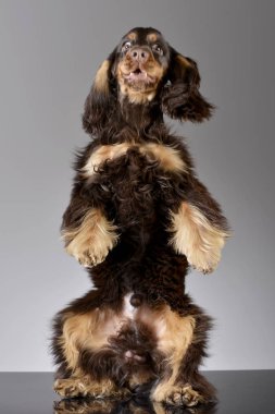 Arka ayakları - studio vurdu, üzerinde çok güzel bir İngiliz Cocker Spaniel duran gri izole.