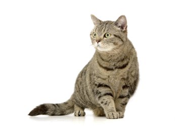 Beyaz arka plan üzerinde bir sevimli tekir kedi duran stüdyo çekim.