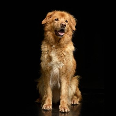 Siyah arka plan üzerine oturan bir sevimli Hovawart puppie stüdyo çekim.