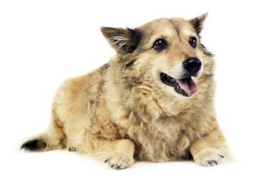 Eski karışık doğurmak köpek beyaz Studio