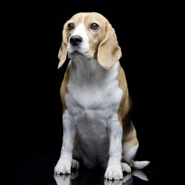Siyah arka plan üzerine oturan bir sevimli Beagle stüdyo çekim.