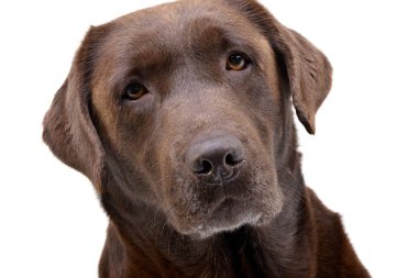 Çok güzel bir Labrador Retriever - atış, stüdyo portre üzerinde beyaz izole.